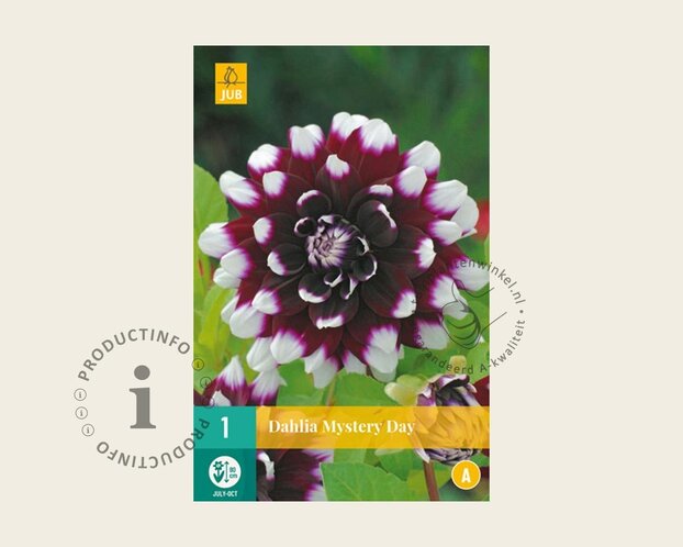 Dahlia 'Mystery Day'