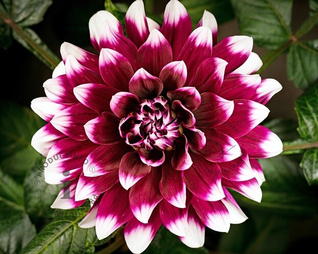 Dahlia 'Mystery Day'