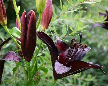 Lilium 'Blacklist'