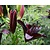 Lilium 'Blacklist'