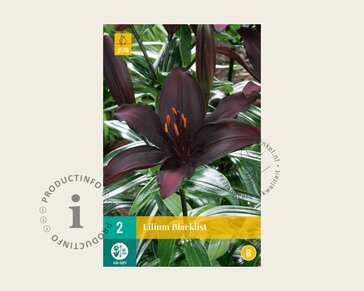 Lilium 'Blacklist'
