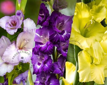 Gladiolus Purple Variation