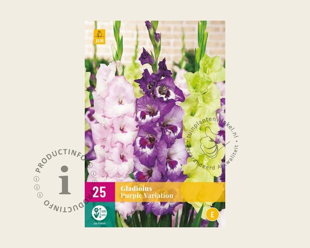 Gladiolus Purple Variation