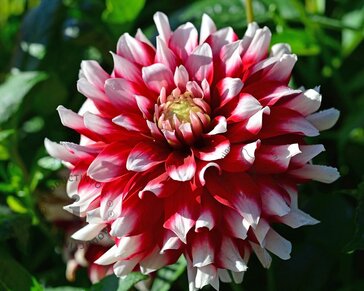 Dahlia 'Duet'