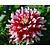 Dahlia 'Duet'