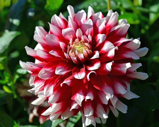 Dahlia 'Duet'