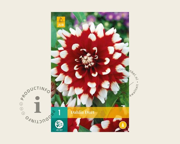 Dahlia 'Duet'