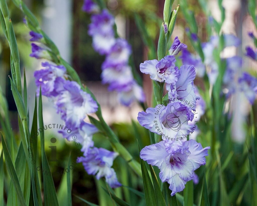 Gladiolus 'Cote d'Azur'