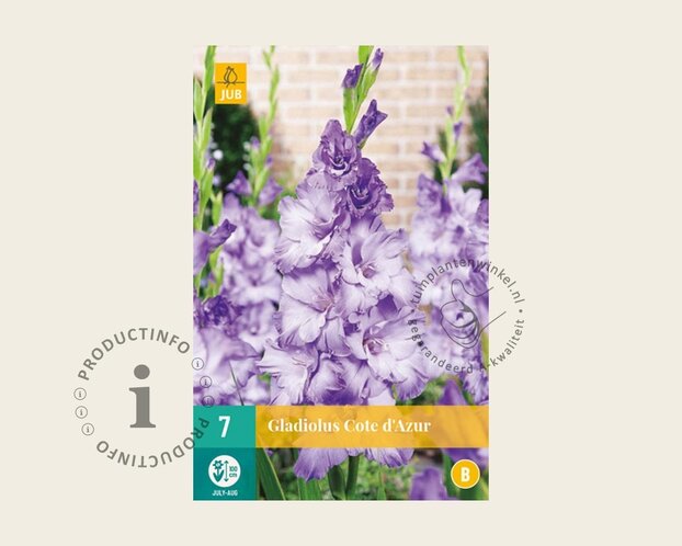 Gladiolus 'Cote d'Azur'