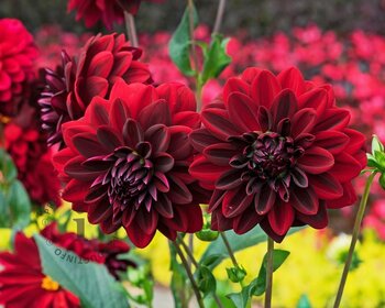 Dahlia 'Arabian Night'