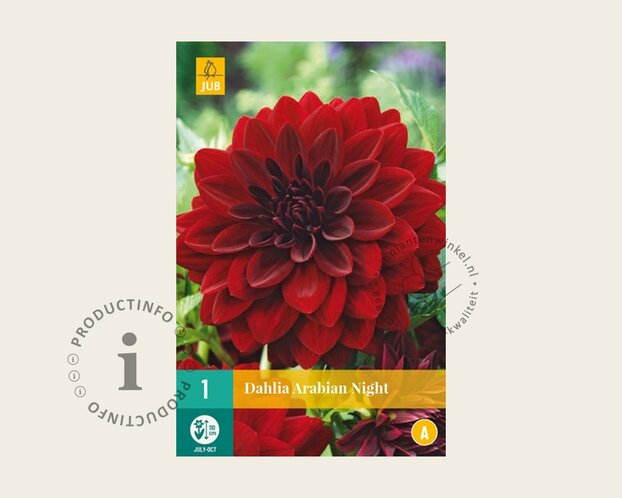 Dahlia 'Arabian Night'