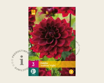Dahlia 'Arabian Night'