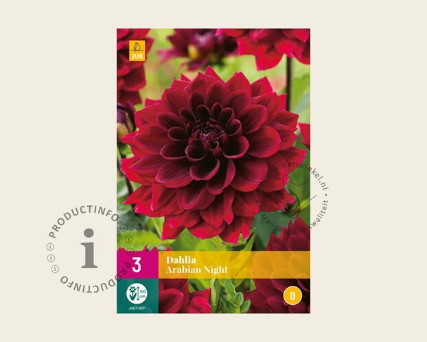 Dahlia 'Arabian Night'