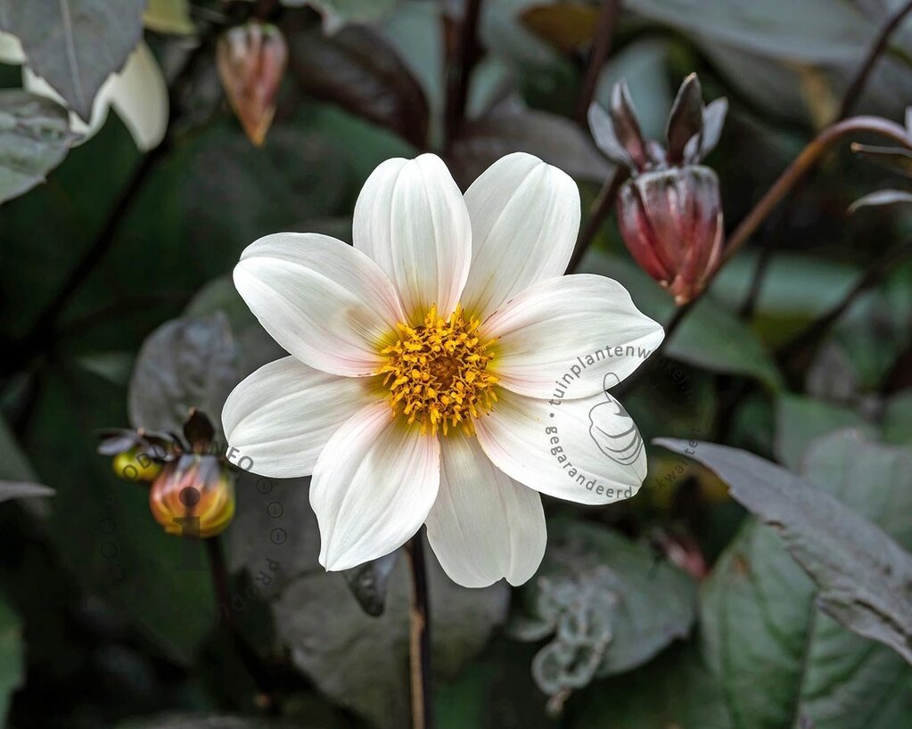 Dahlia 'Happy Days Cream'