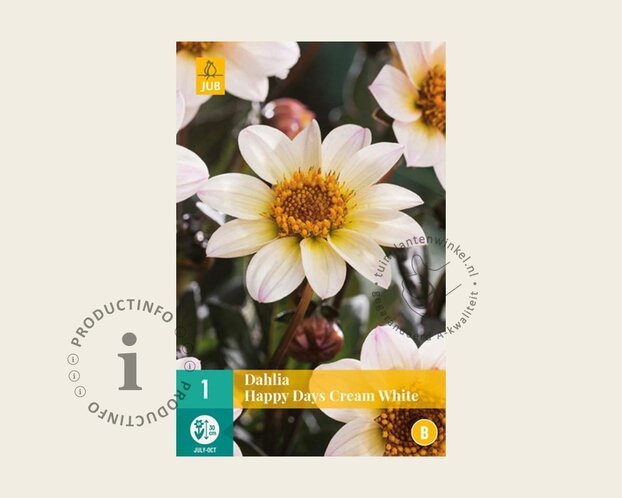 Dahlia 'Happy Days Cream'