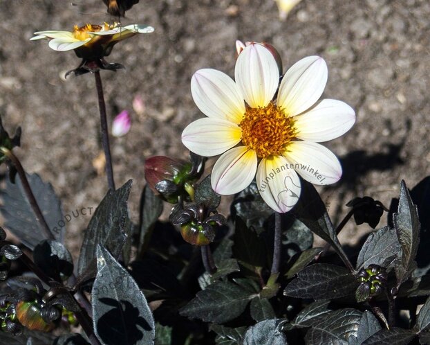 Dahlia 'Happy Days Cream'