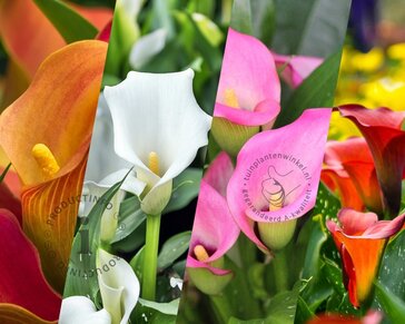 Zantedeschia Mix
