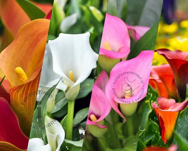 Zantedeschia Mix