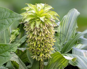 Eucomis bicolor