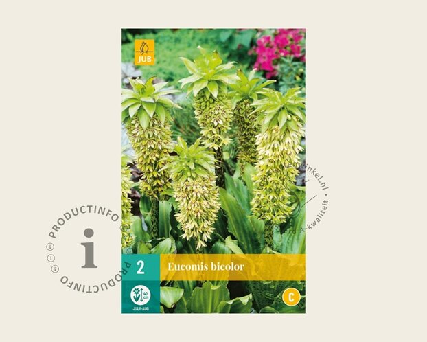 Eucomis bicolor