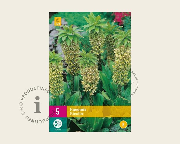 Eucomis bicolor