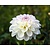 Dahlia 'Wittem'