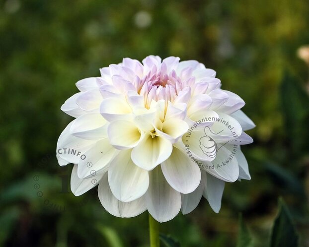Dahlia 'Wittem'