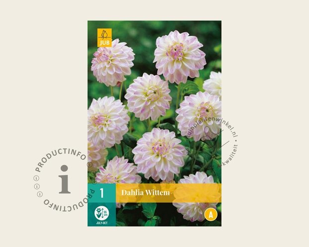 Dahlia 'Wittem'