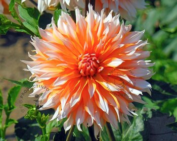 Dahlia 'Okapi's Sunset'