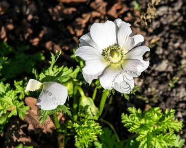 Anemone coronaria 'Bride'