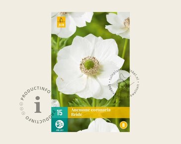 Anemone coronaria 'Bride'