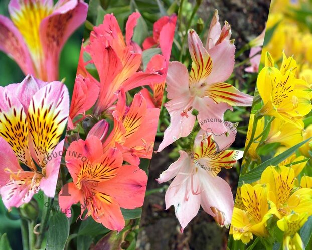 Alstroemeria Ligtu Hybriden Mix - wortelstok