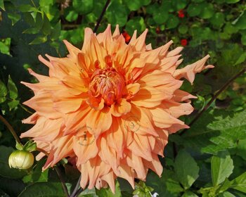 Dahlia 'Tyrell'