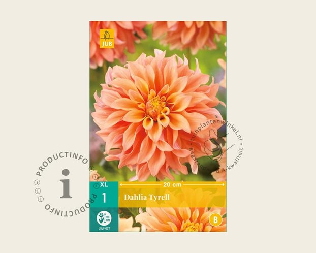 Dahlia 'Tyrell'