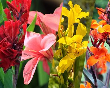 Canna Mix - knol