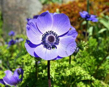 Anemone coronaria 'Mr. Fokker'