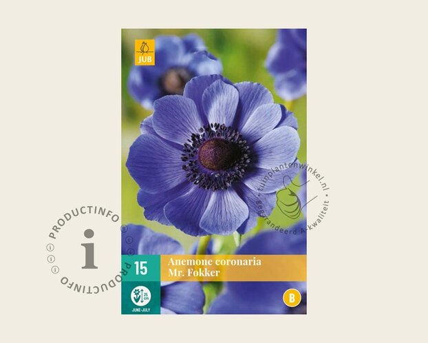 Anemone coronaria 'Mr. Fokker'