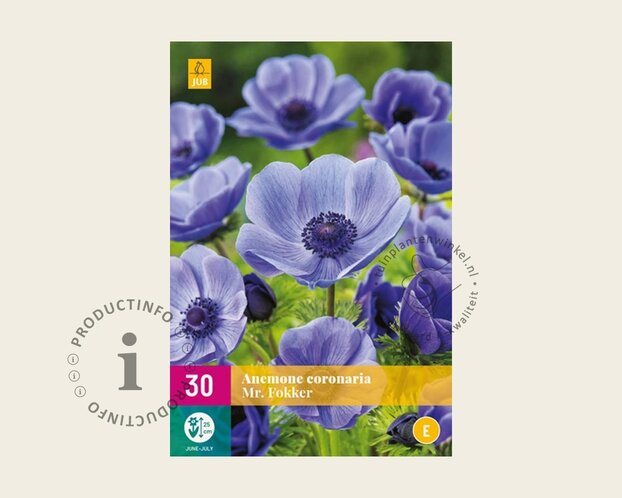 Anemone coronaria 'Mr. Fokker'