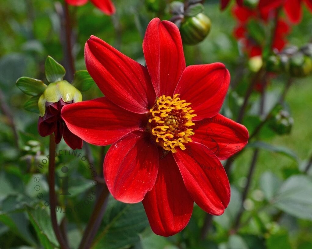 Dahlia 'Cherry Red'