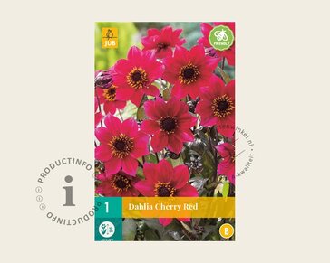 Dahlia 'Cherry Red'
