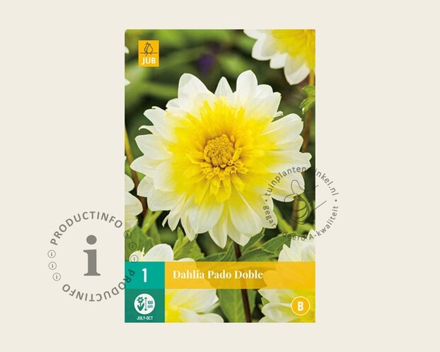 Dahlia '(Freya's) Paso Doble'