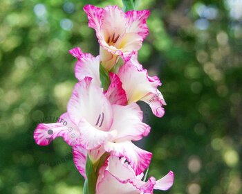 Gladiolus 'Priscilla'