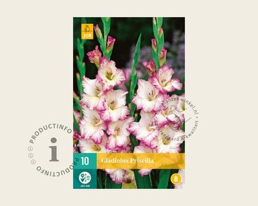 Gladiolus 'Priscilla'