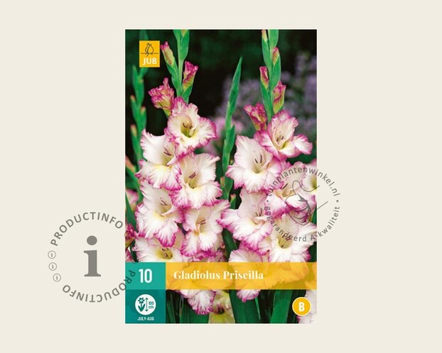 Gladiolus 'Priscilla'