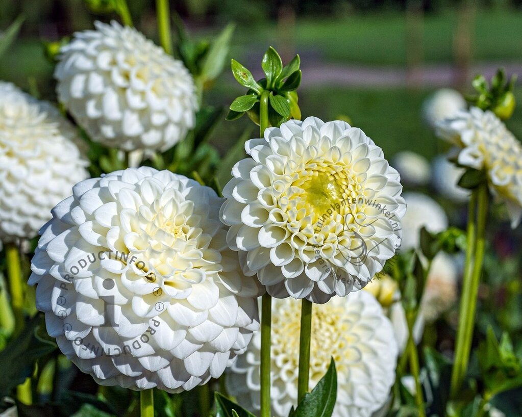 Dahlia 'White Aster'