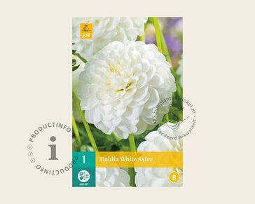 Dahlia 'White Aster'