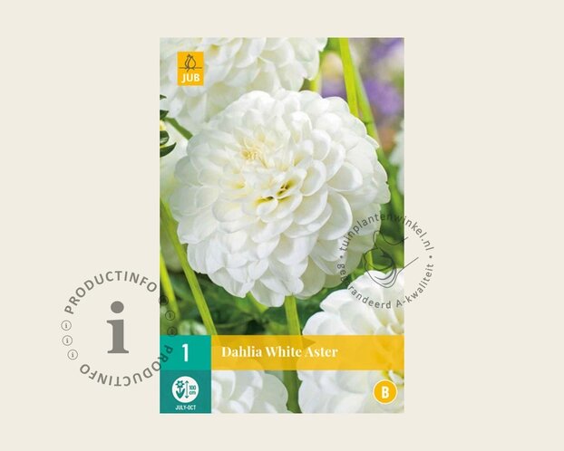 Dahlia 'White Aster'