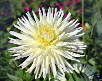 Dahlia Cactus White