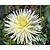 Dahlia Cactus White