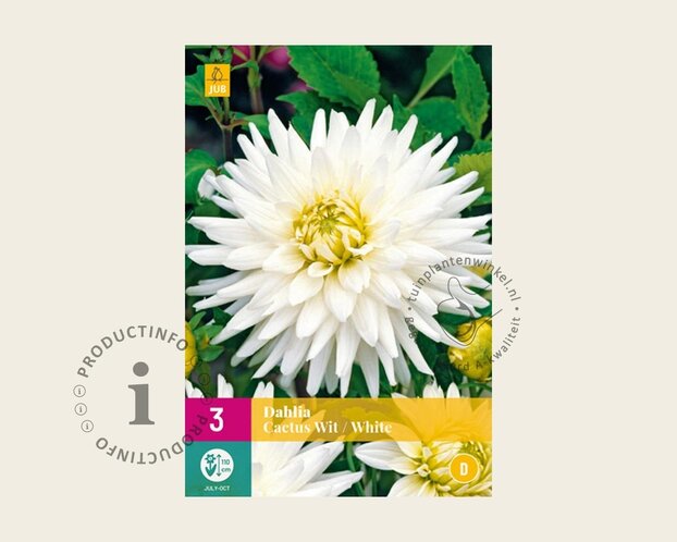 Dahlia Cactus White